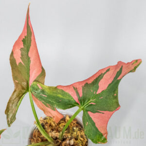 yngonium orm nagpum Cherry Pink
