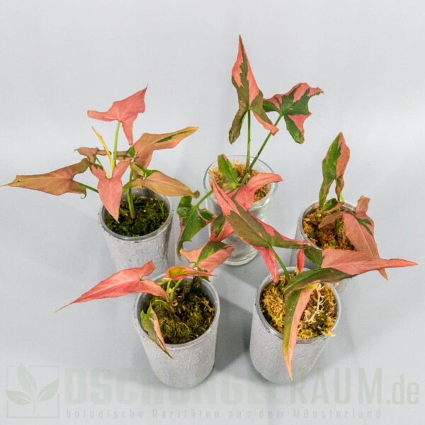 yngonium orm nagpum Cherry Pink