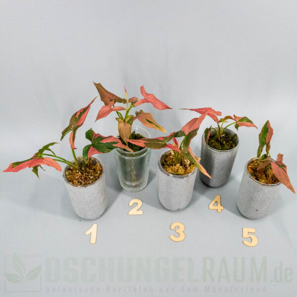 yngonium orm nagpum Cherry Pink