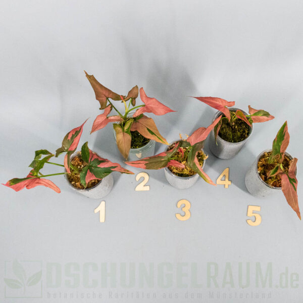yngonium orm nagpum Cherry Pink