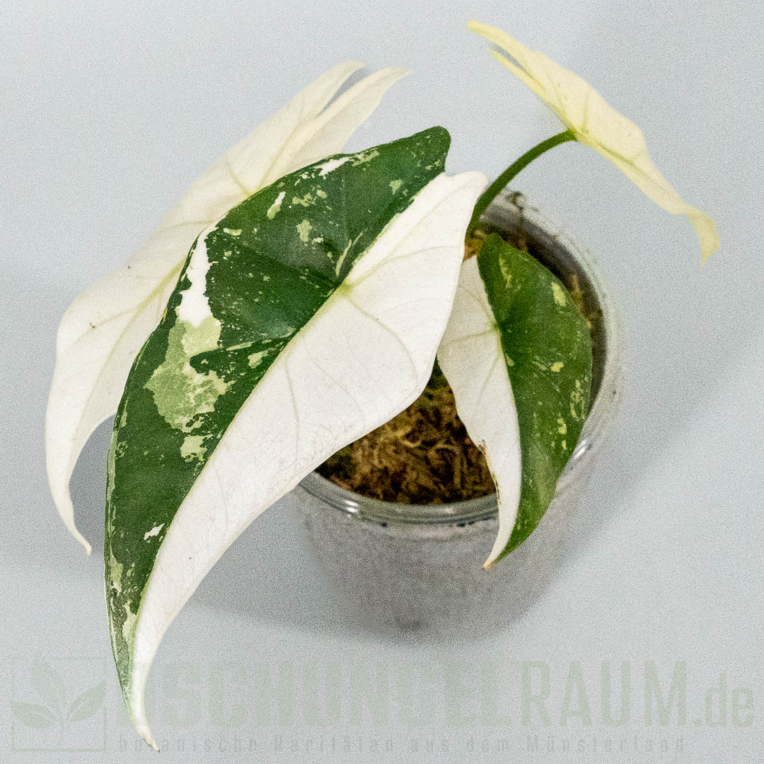 Alocasia simpo albo variegata