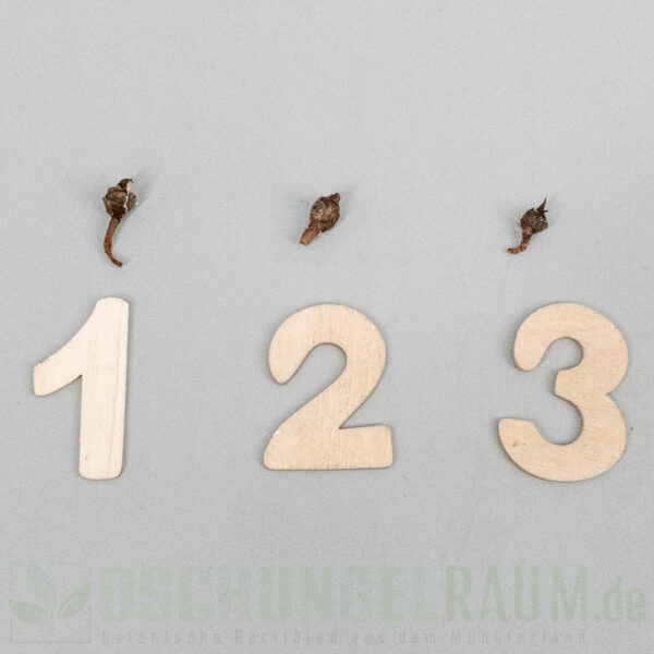Rhizome: Alocasia sanderiana bull aurea variegata #03 – Bild 2