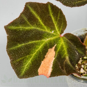 Begonia soli mutata variegata