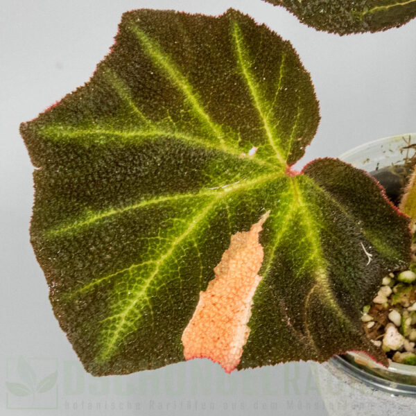 Begonia soli mutata variegata