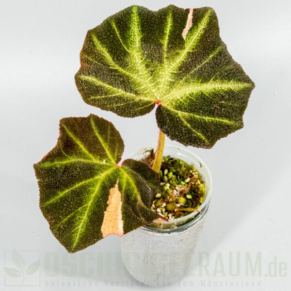 Begonia soli mutata variegata