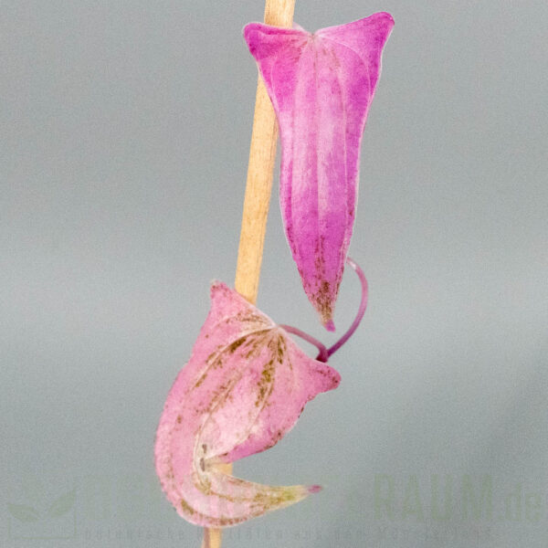 Dioscorea pixel pink variegata