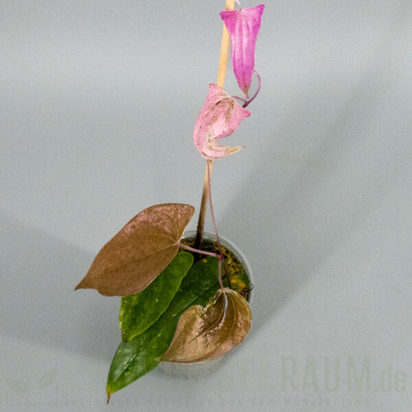 Dioscorea pixel pink variegata