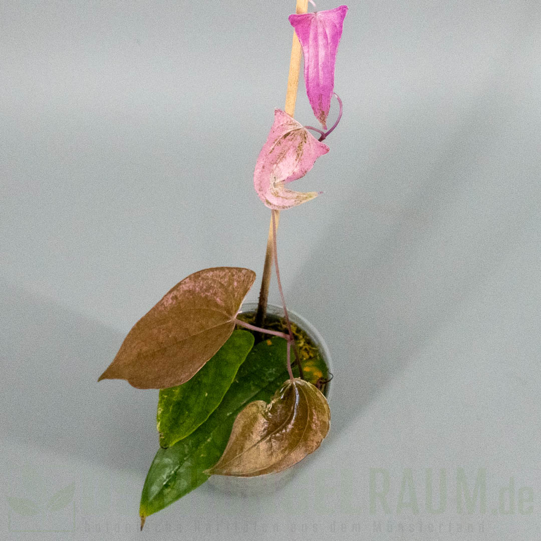 Dioscorea pixel pink variegata