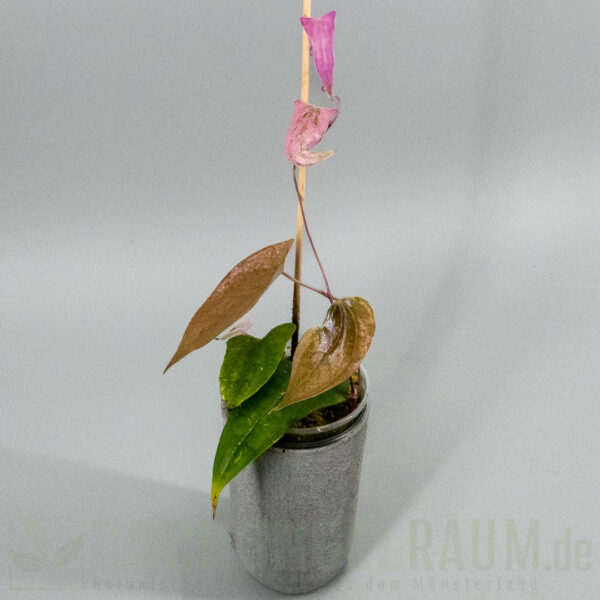 Dioscorea pixel pink variegata