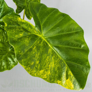 Alocasia portora aurea variegata