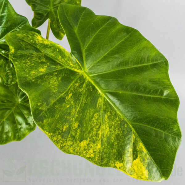 Alocasia portora aurea variegata