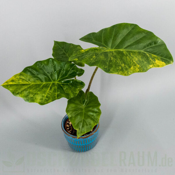 Alocasia portora aurea variegata
