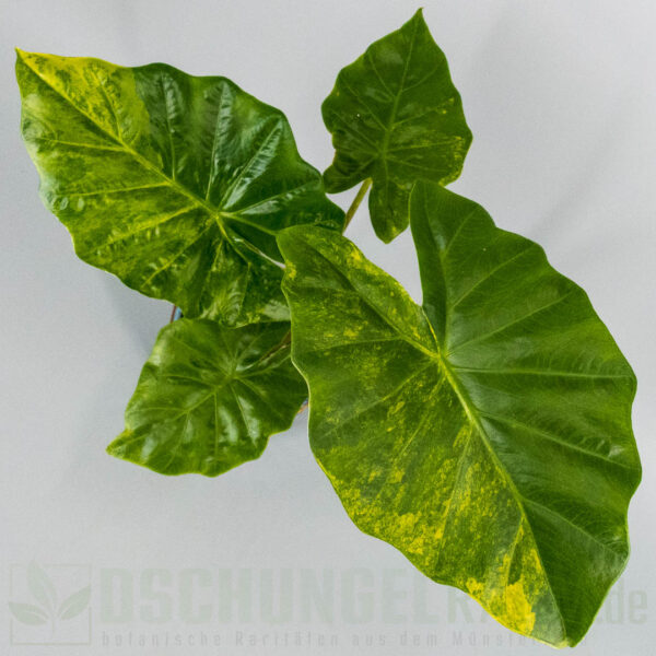 Alocasia portora aurea variegata
