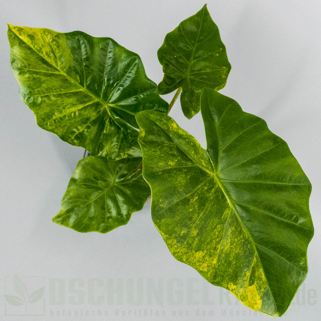 Alocasia portora aurea variegata