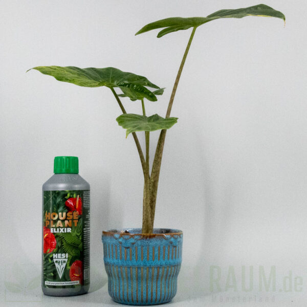 Alocasia portora aurea variegata