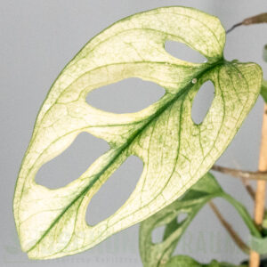 Monstera adansonii archipelago swedish ghost