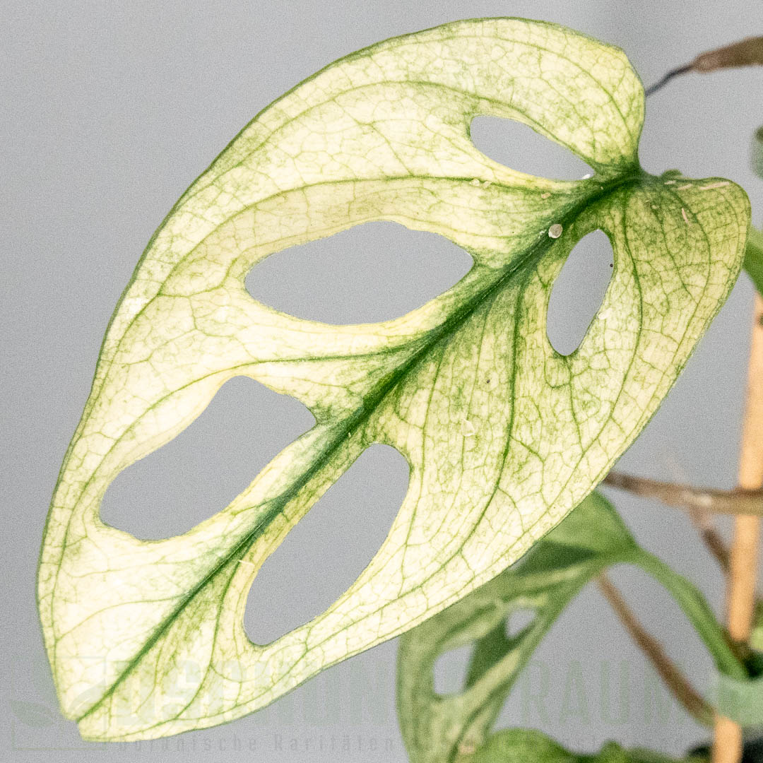 Monstera adansonii archipelago swedish ghost