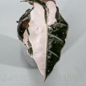 Alocasia polly snowflake