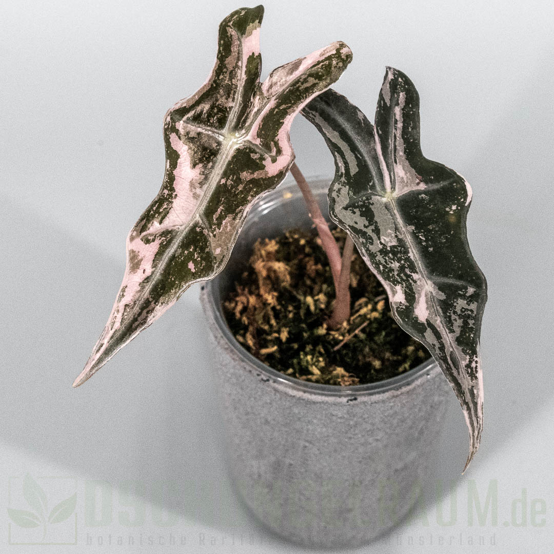 Alocasia nobilis pink variegata