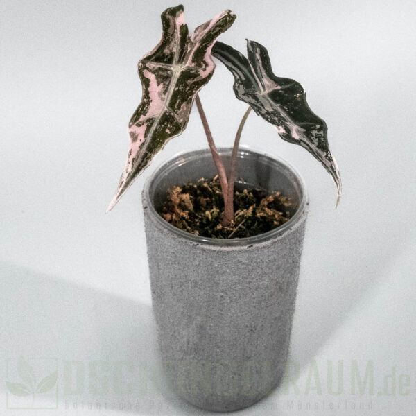 Alocasia nobilis pink variegata