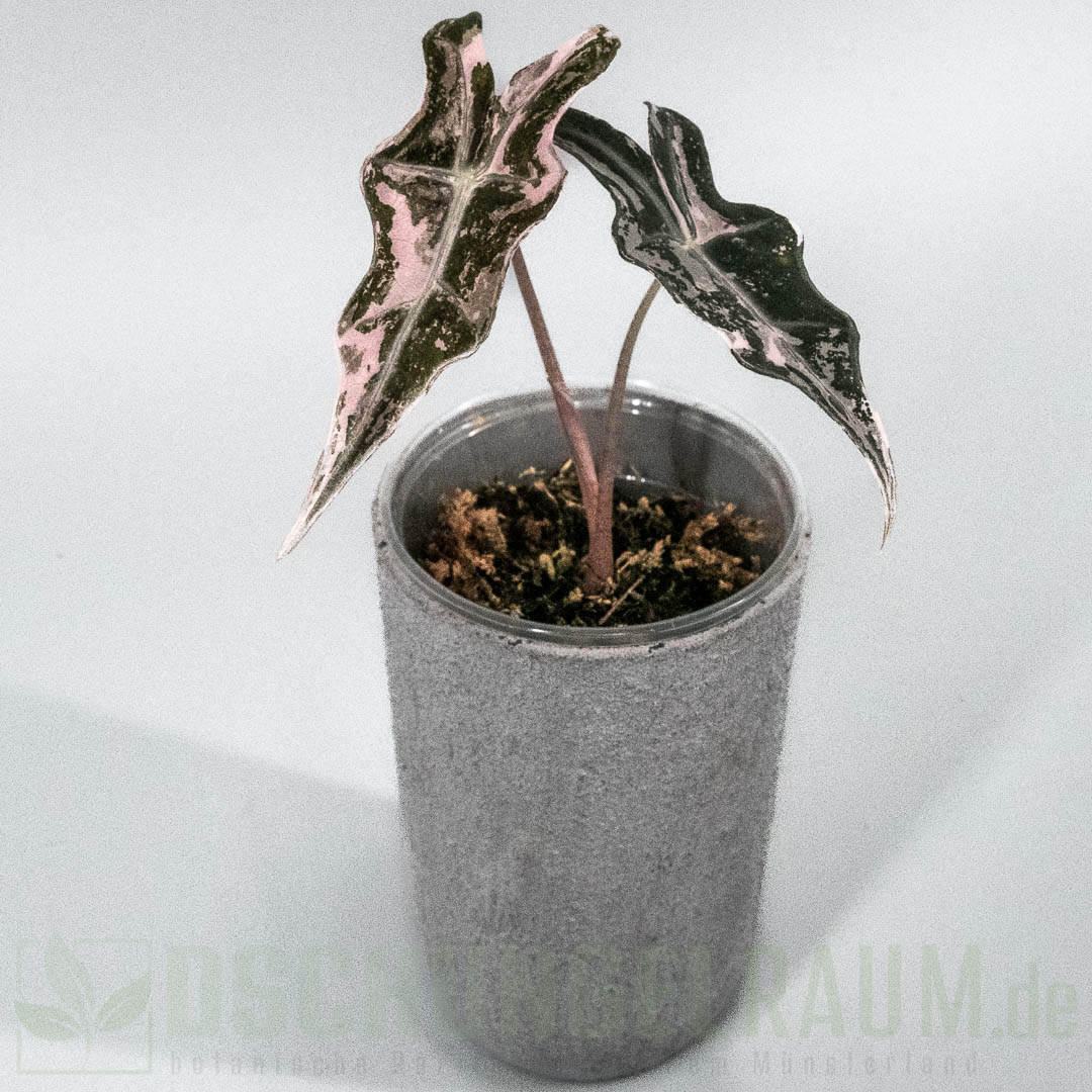 Alocasia nobilis pink variegata