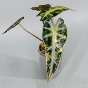 Alocasia bambino aurea variegata