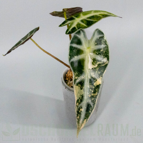 Alocasia bambino aurea variegata