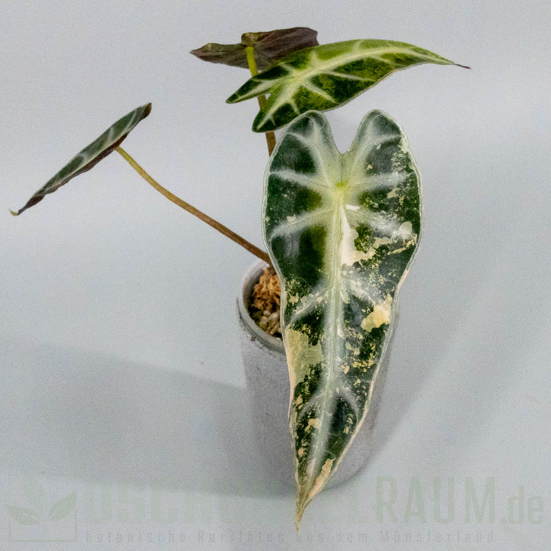 Alocasia bambino aurea variegata