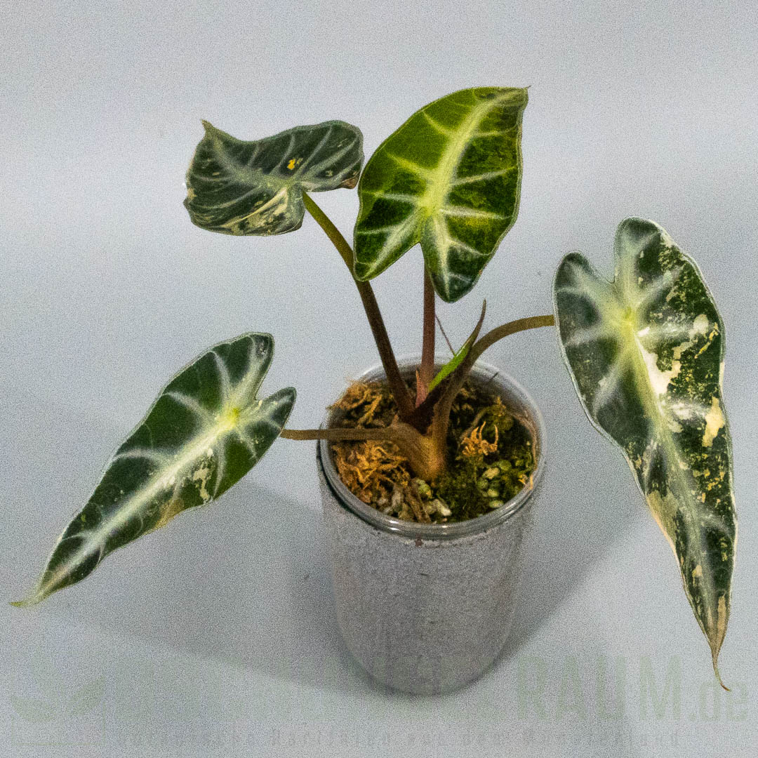 Alocasia bambino aurea variegata