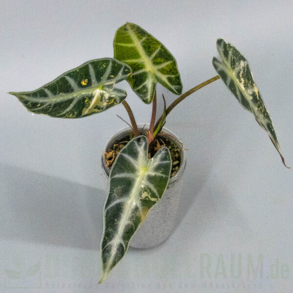 Alocasia bambino aurea variegata