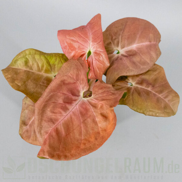 Syngonium white bone pink