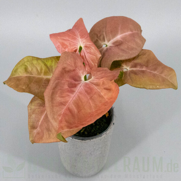 Syngonium white bone pink