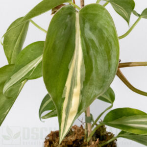 Philodendron hederaceum rio sport
