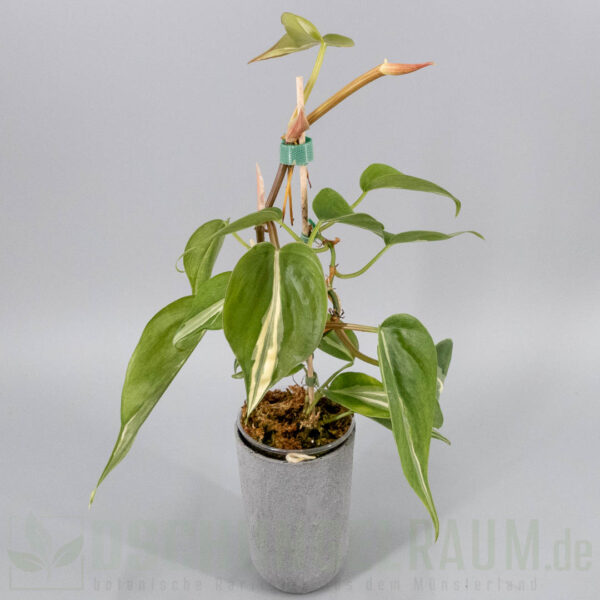 Philodendron hederaceum rio sport