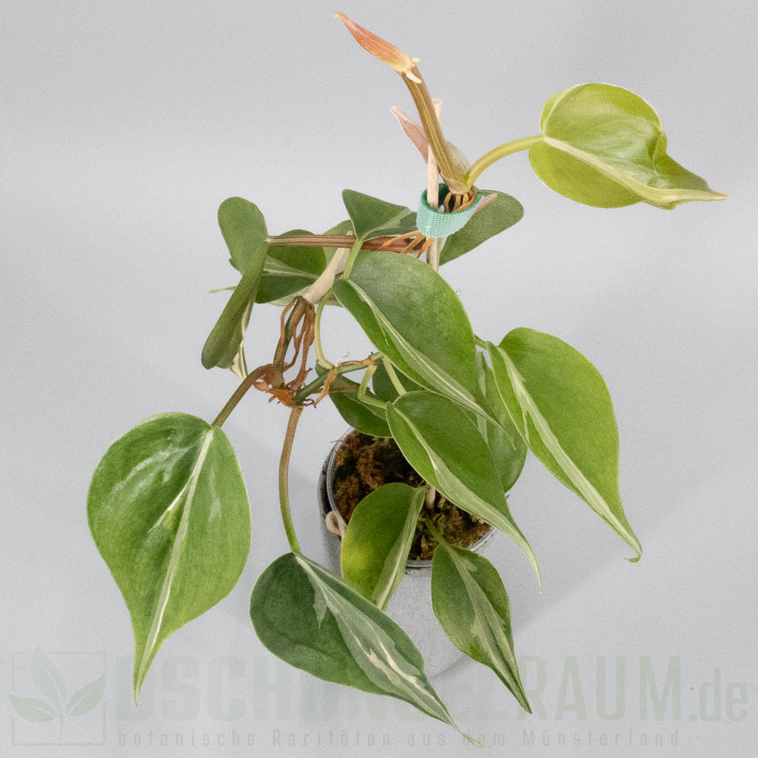 Philodendron hederaceum rio sport