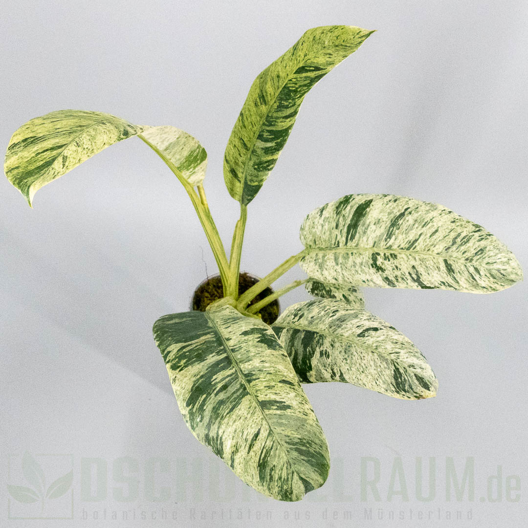 Epipremnum giganteum mint variegata