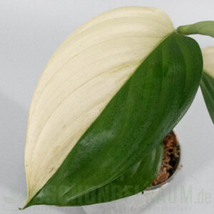 Scindapsus longistipitatus albo variegata