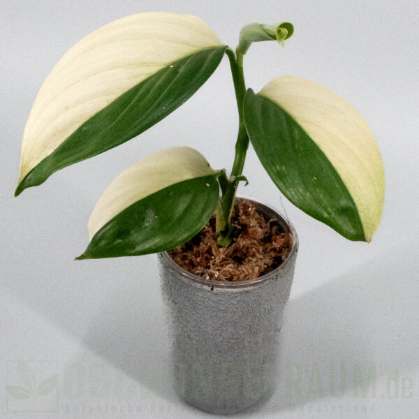 Scindapsus longistipitatus albo variegata