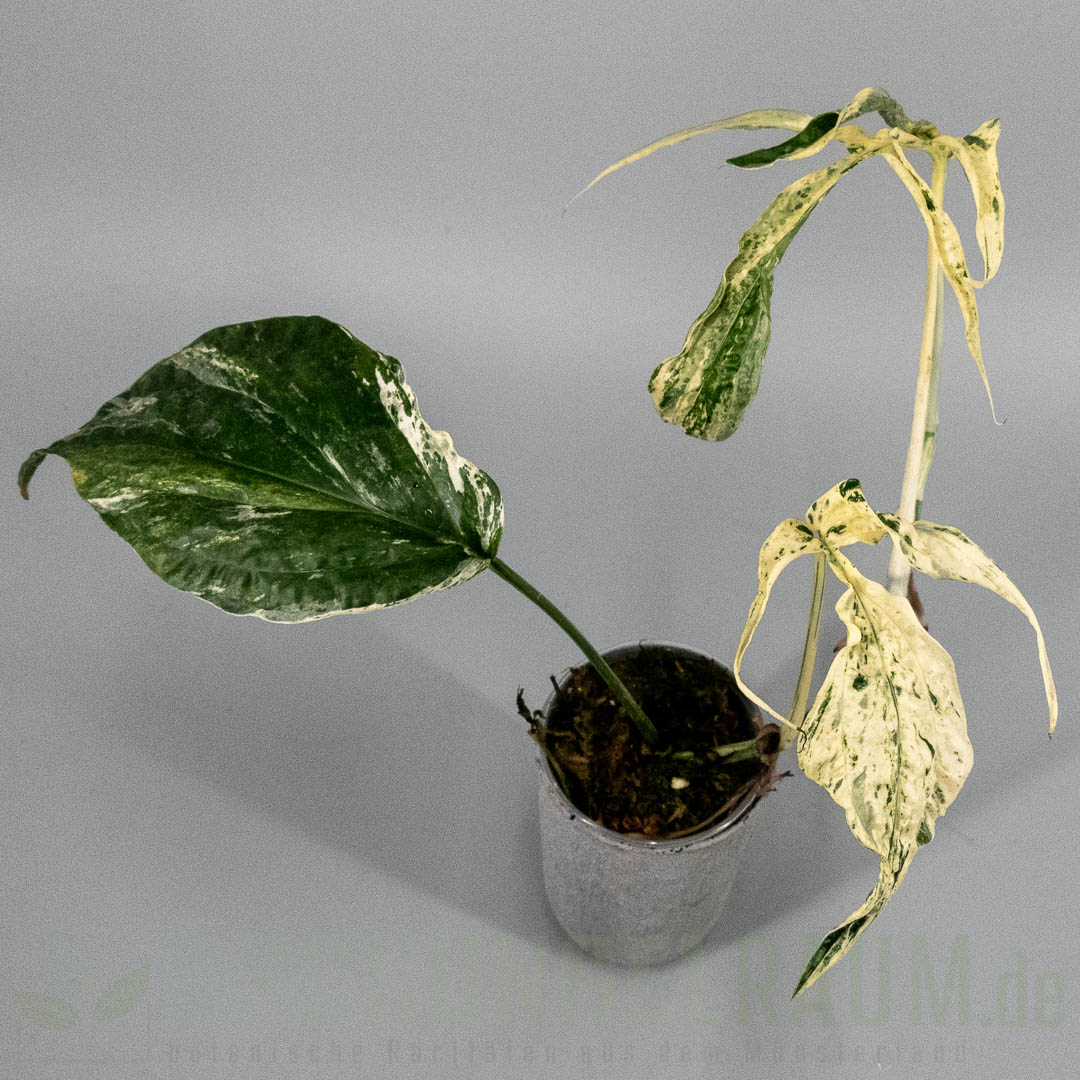 Amydrium zippelianum variegata
