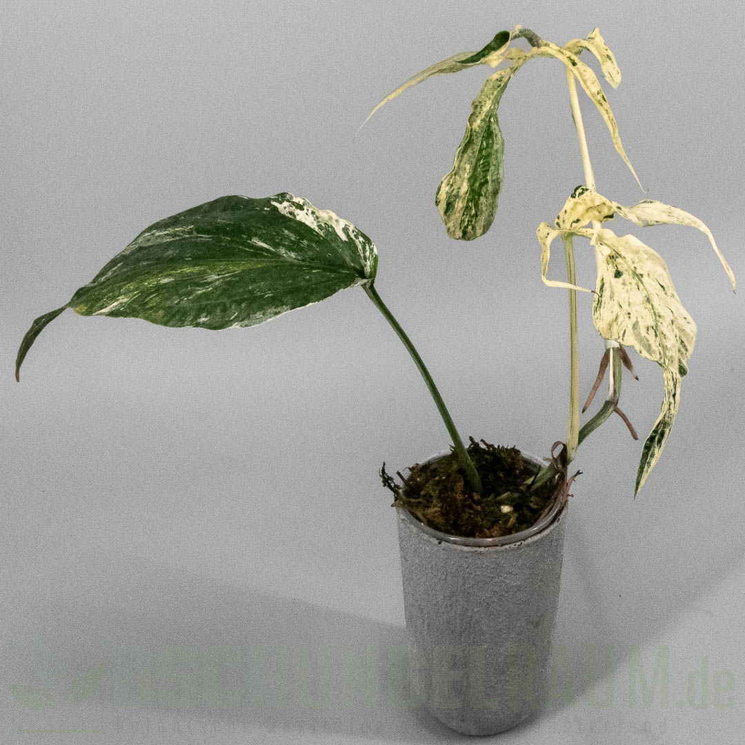 Amydrium zippelianum variegata