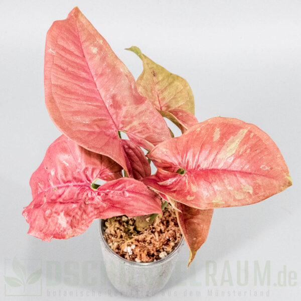Syngonium pink aura