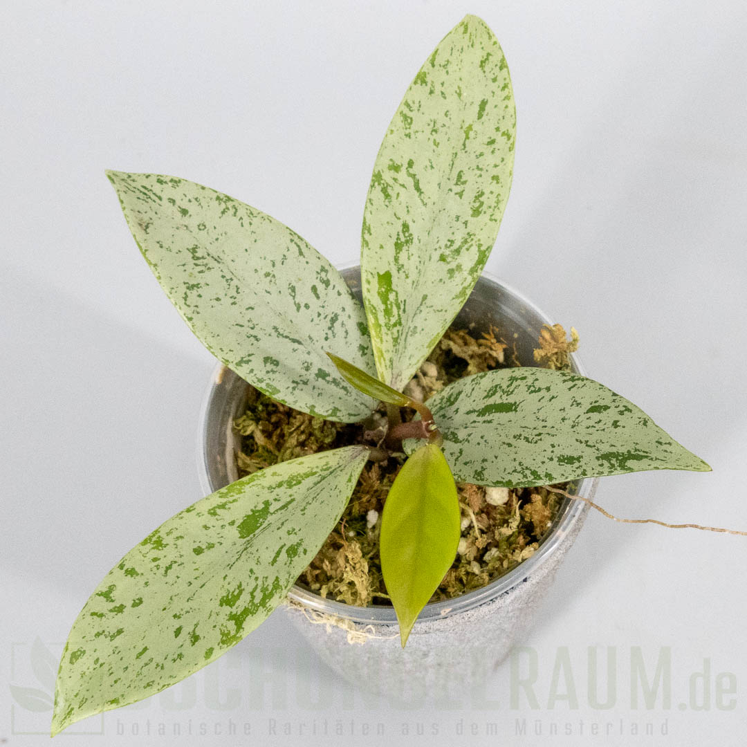 Hoya pubicalyx Pink Silver Ghost