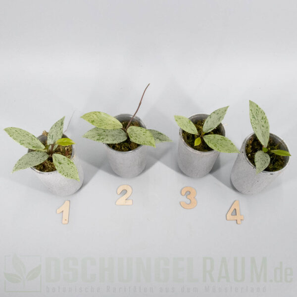 Hoya pubicalyx Pink Silver Ghost
