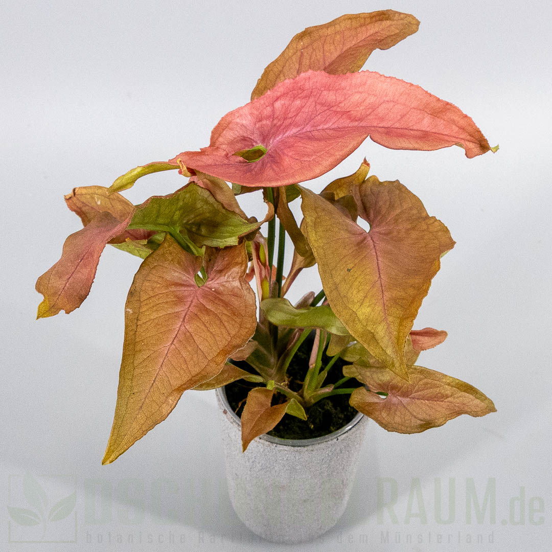 Syngonium red slender