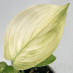 Scindapsus white monster