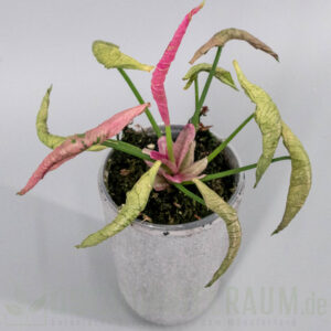 Syngonium pink rolli
