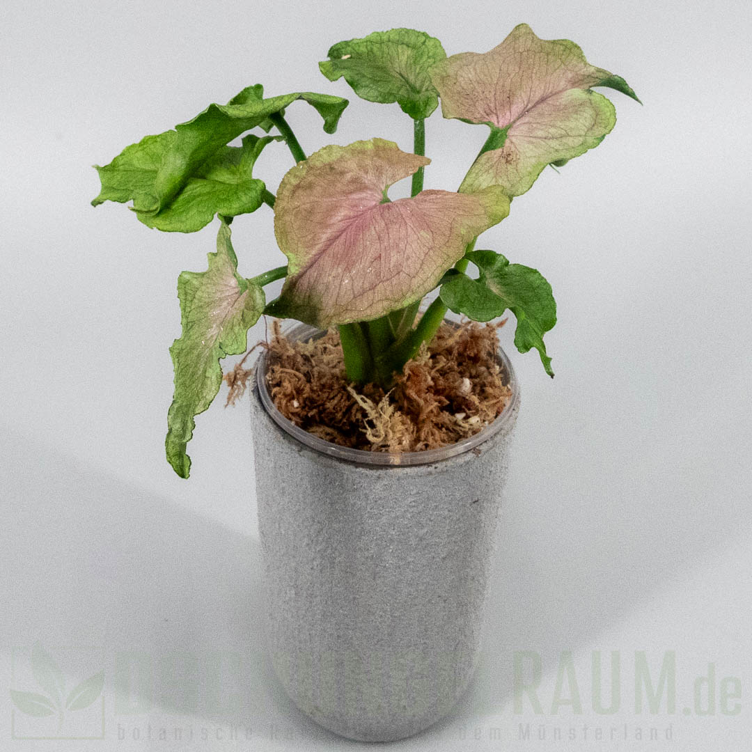 Syngonium red yami