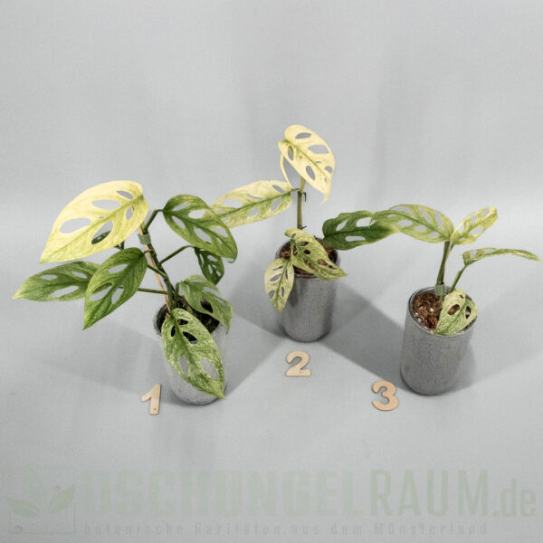 Monstera acuminata mint variegata