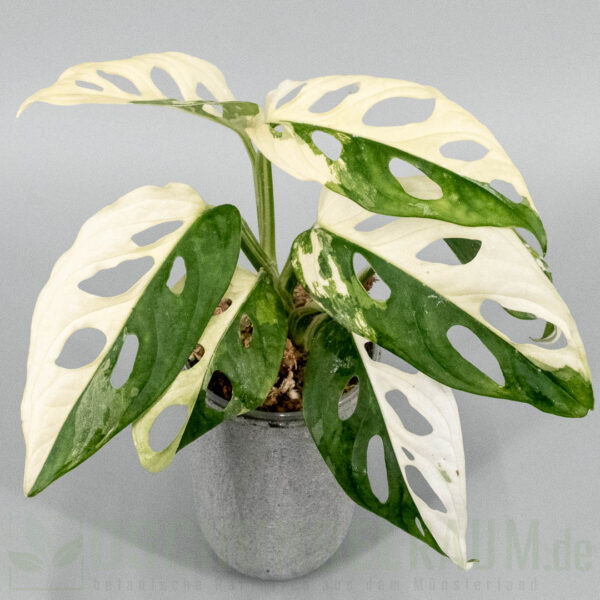 Monstera adansonii Japanese tricolor
