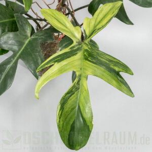 Philodendron Florida Beauty mint variegata